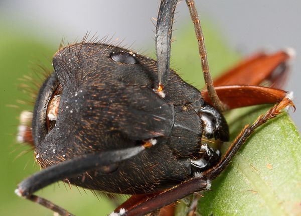 僵尸真菌 (菌物)