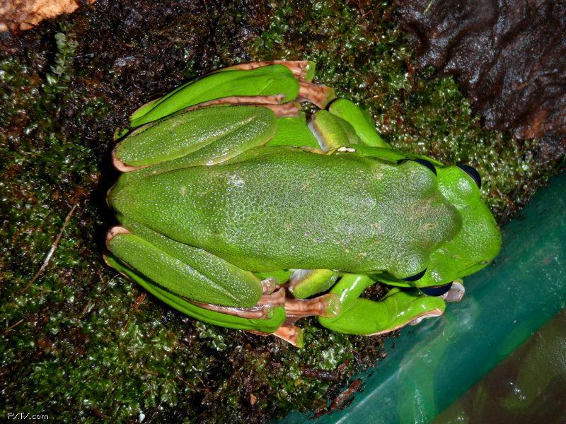 中国树蛙 有毒图片