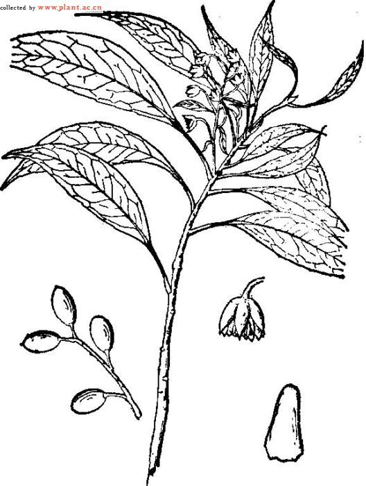 华杜英其他生物相关