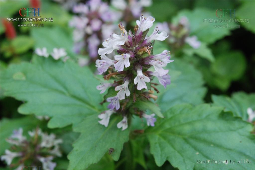 缘毛筋骨草 (植物)