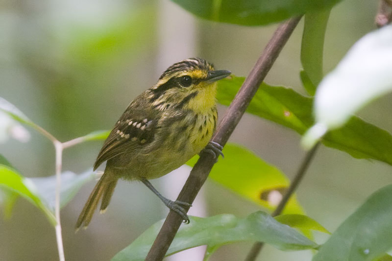 黄眉蚁鸟 (动物)
