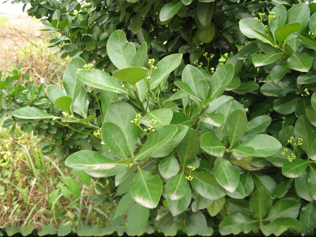 柳叶冬青(植物)