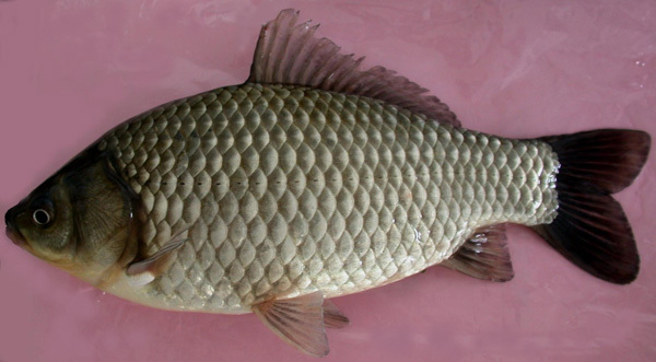 异育银鲫(动物)