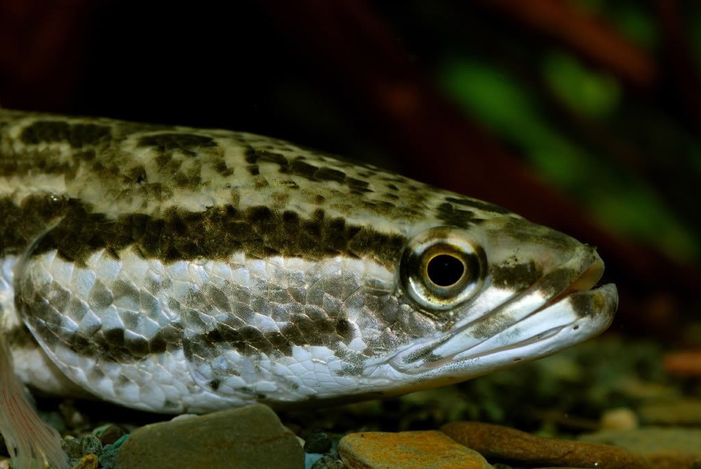 斑鳢(其他生物相关)