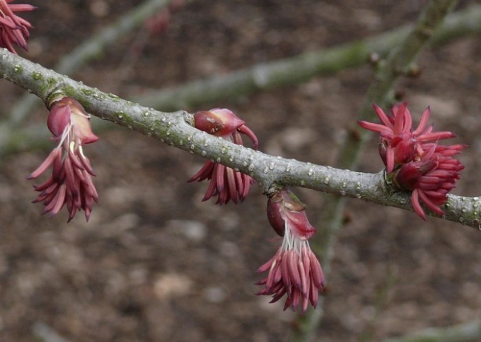覆于芽的外侧,又称为芽鳞,如橡皮树,玉兰;肉质鳞叶,如贝母;膜质鳞叶