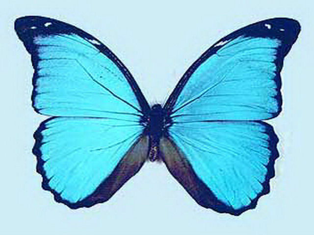 国王闪蝶 (动物)