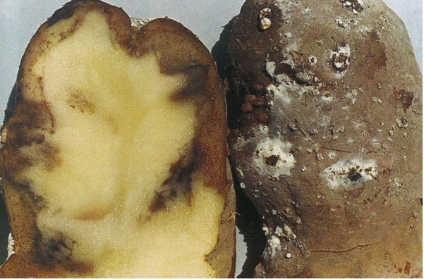 马铃薯白绢病植物