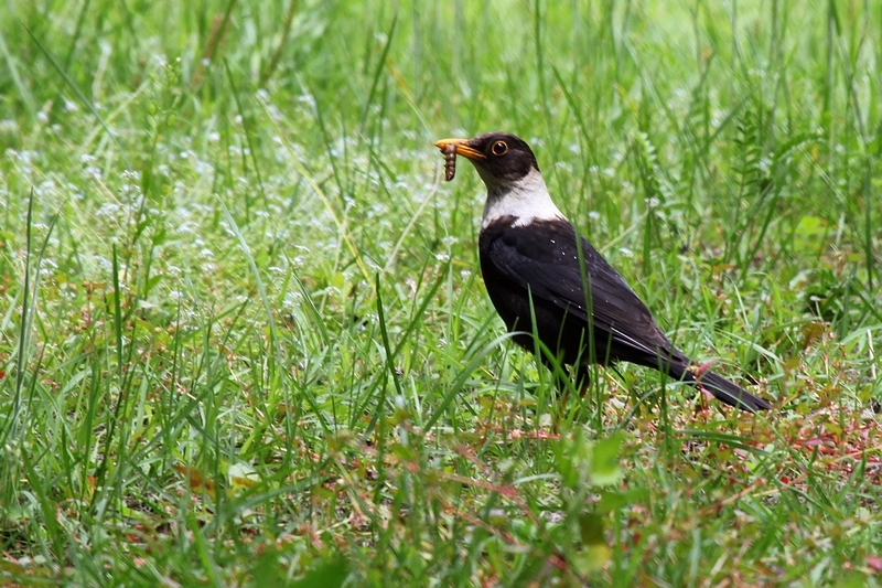 白颈鸫(其他生物相关)