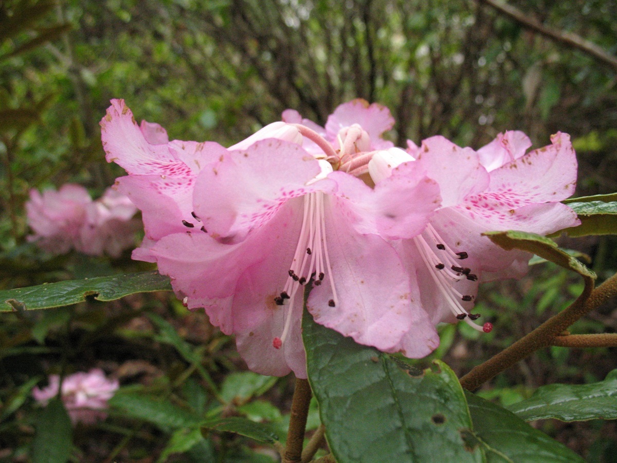 蜡叶杜鹃(植物)_技点百科