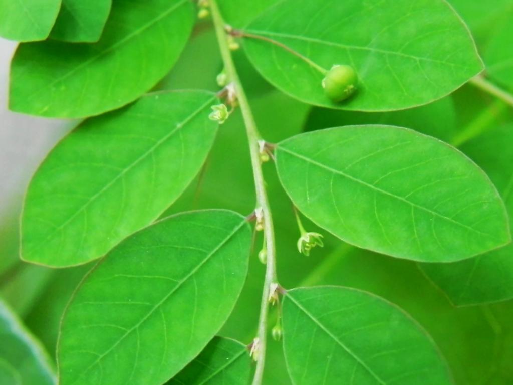 叶下珠 (植物)