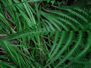 变异鳞毛蕨组植物