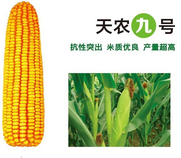 2002 年以自选系t106为母本,外引系w08为父本杂交育成的普通玉米品种