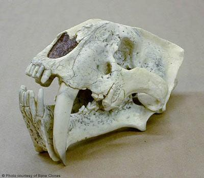 巨剑齿虎 (动物)