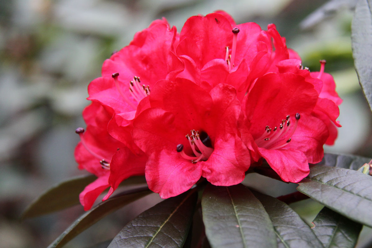 马缨杜鹃(植物)