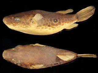 斑腰单孔鲀 (动物)