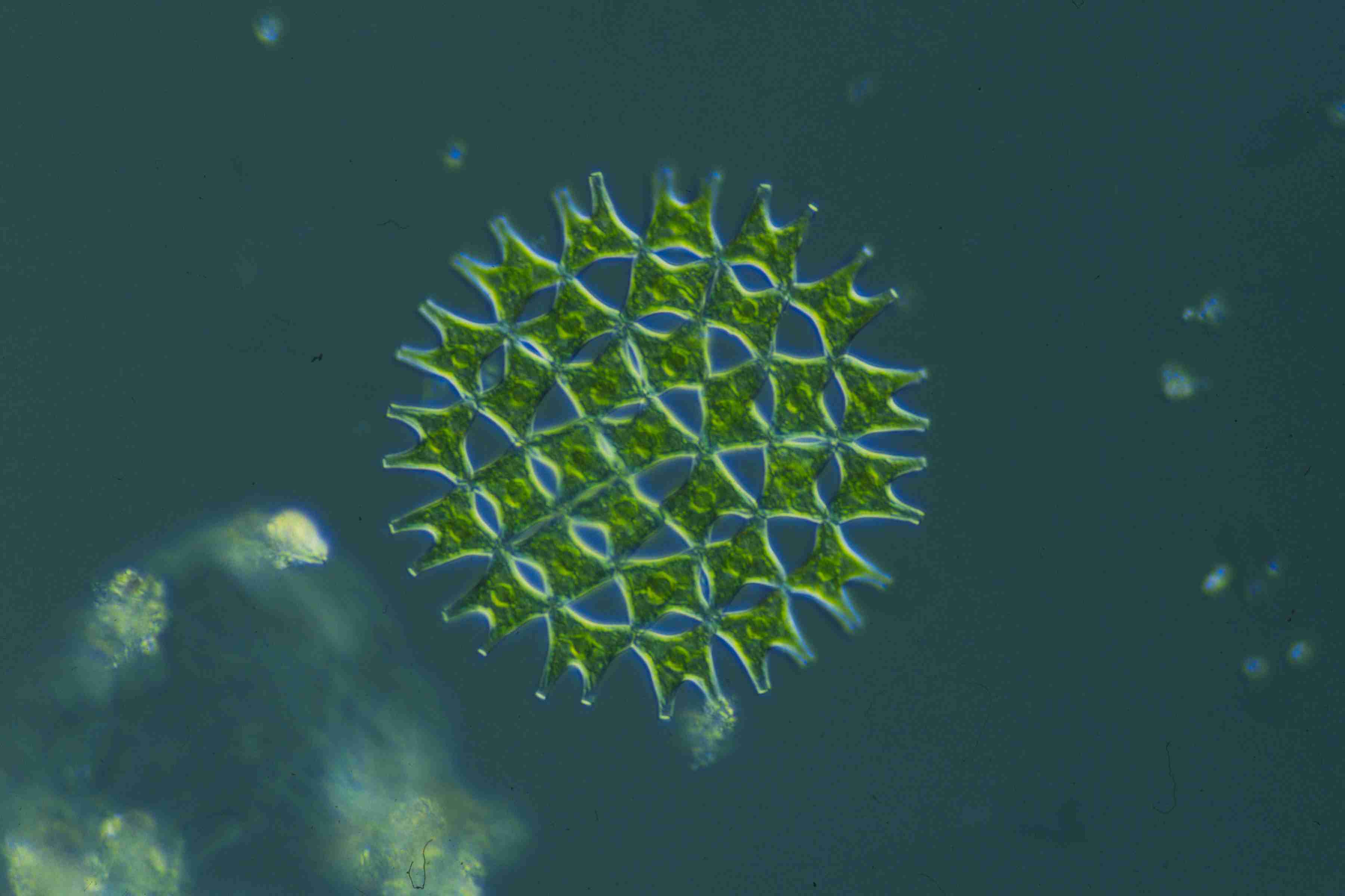 盘藻结构图图片