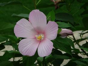 草芙蓉 (植物)