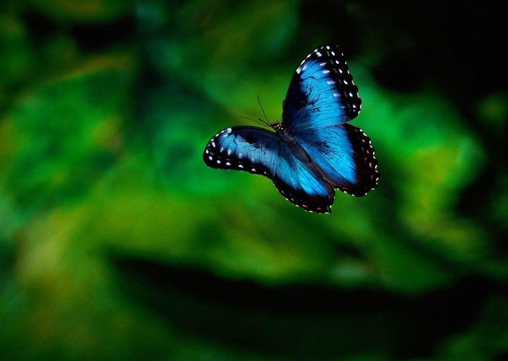 香港蝴蝶 (动物)