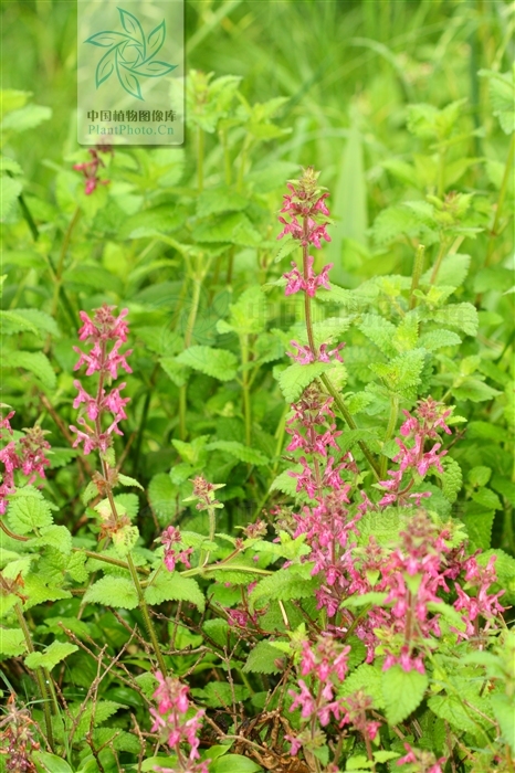西南水苏 (植物)