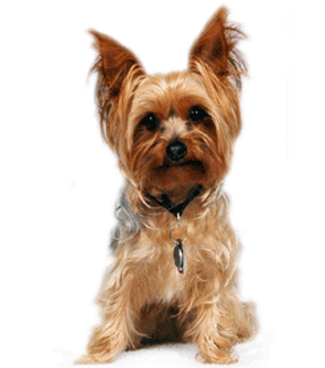 纯种约克夏梗 (动物)