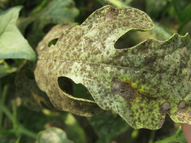 西瓜煤污病 (农学)