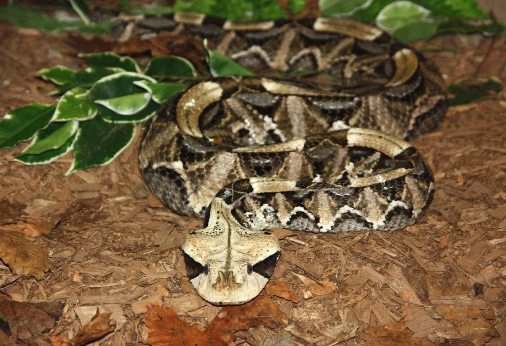 蝰蛇科资料图片