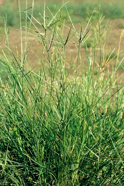 牛筋草真实图片