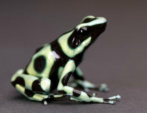 明亮黑绿箭毒蛙 (动物)