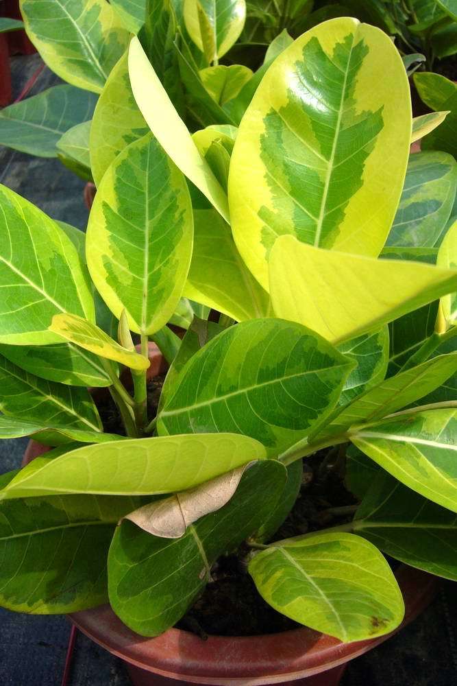 花叶富贵榕 (植物)