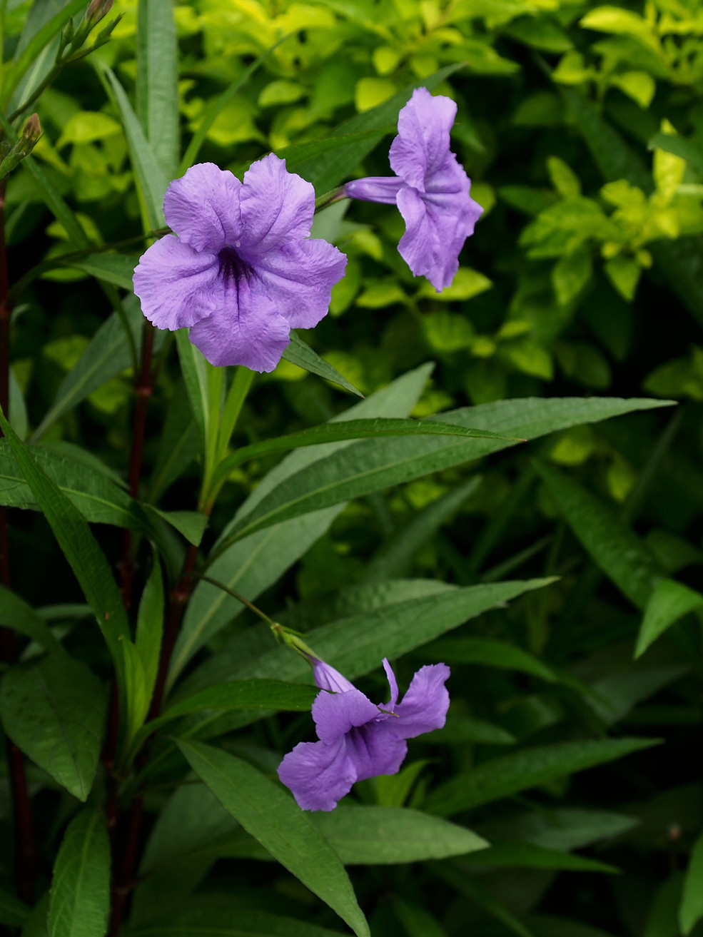 翠芦莉植物