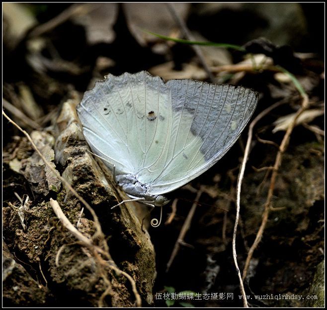 傲白蛺蝶(動物)_技點百科