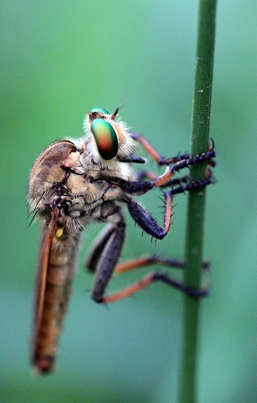 中华单羽食虫虻动物