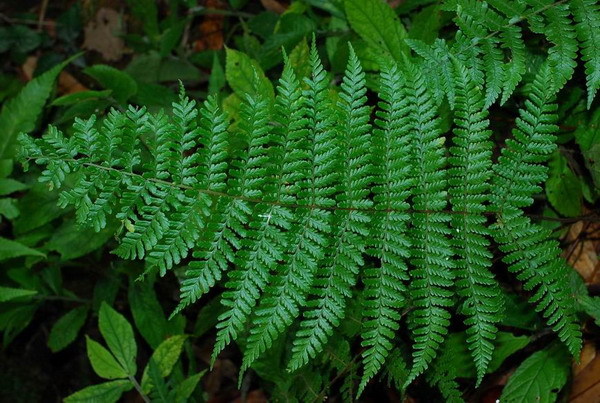 斯维德贝尔基枝脉蕨(植物)_技点百科
