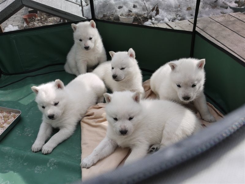 北海道犬動物