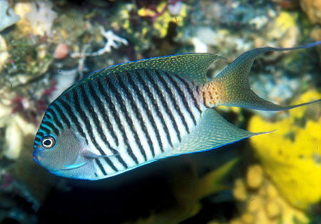 黑斑月蝶鱼 (其他生物相关)