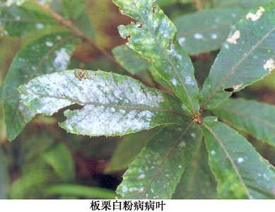 国槐白粉病 (疾病)