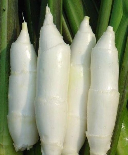 岳西茭白 (植物)