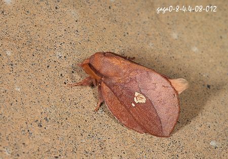 竹黄枯叶蛾其他生物相关