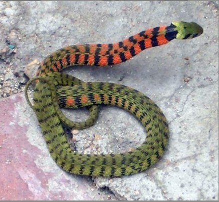 中国锦蛇种类图片