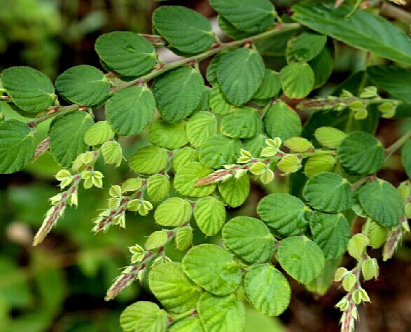 排钱草 (植物)