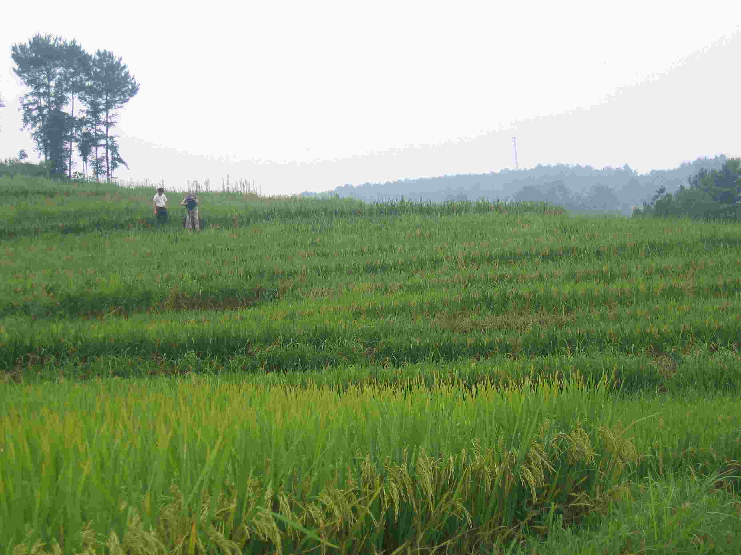 金桥镇(行政区划)