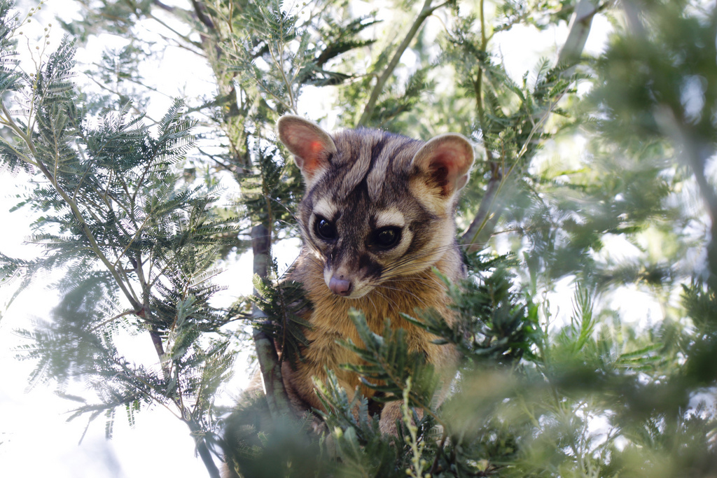中美蓬尾浣熊 (其他生物相关)
