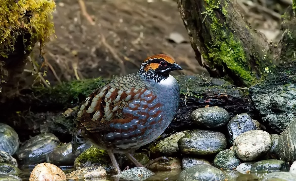 环颈山鹧鸪动物