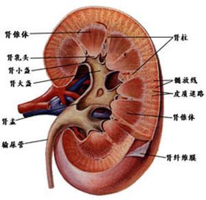 肾脏图片 解剖图真实图片