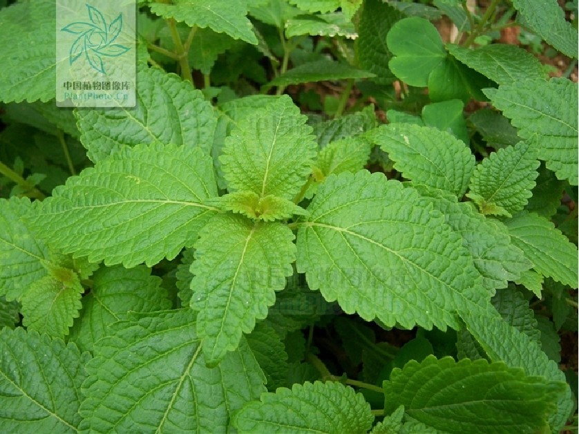 狹基線紋香茶菜植物