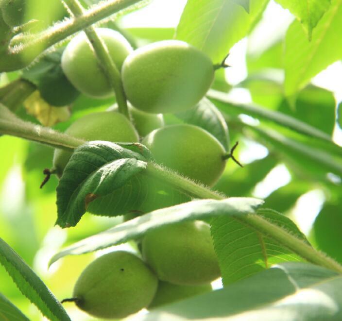 野核桃植物