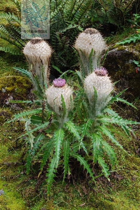 贡山蓟(植物)