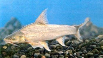 圆口铜鱼 (动物)