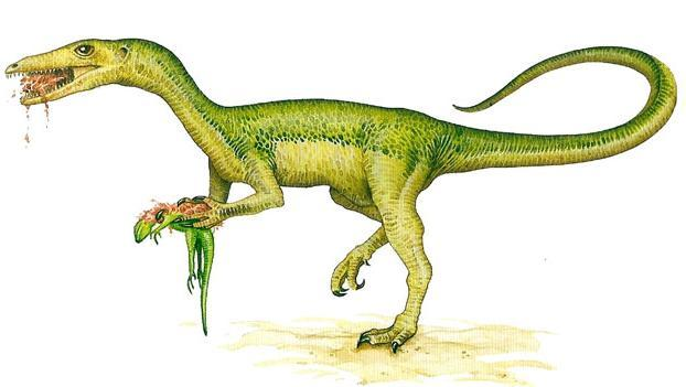 破碎中国虚骨龙 (其他生物相关)