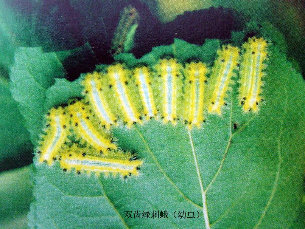 双齿绿刺蛾(动物)